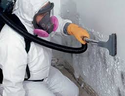 Why You Should Choose Our Mold Remediation Services in Kasson, MN